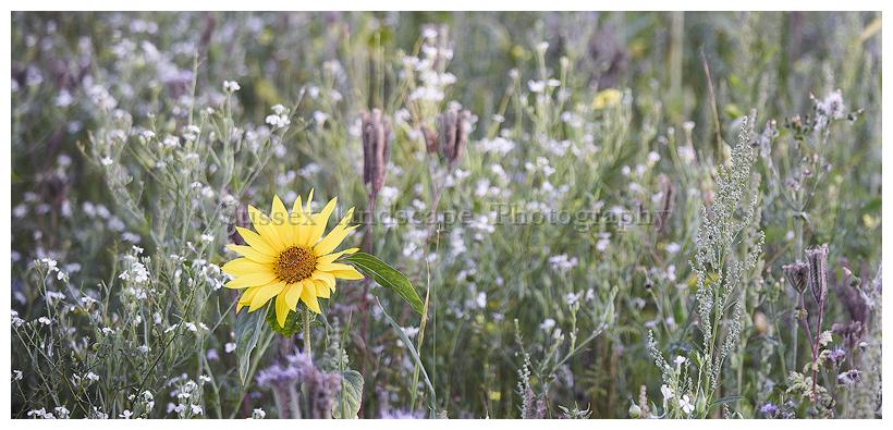 slides/Sunflower1.jpg sunflowers,south downs national park,sussex west,sunset,field,brighton,simon parsons Sunflower1